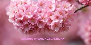 Optimized-Cherry Blossom for Sanja
