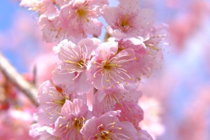 Lovely sakura