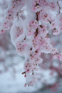 Snowy cherryblossom