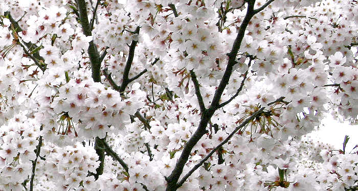 Sakura at Nishi Koen, Chou-Ku, Fukuoka-Shi, Japan, April 2004.