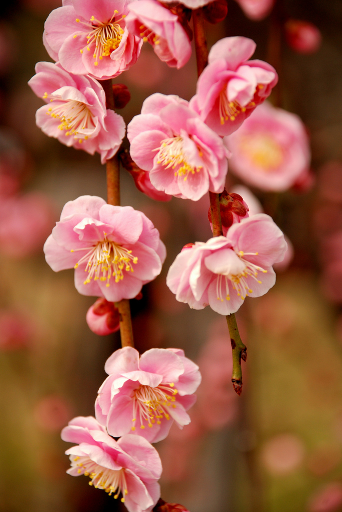 21 Enchanting Cherry Blossom Quotes from The Tale of Genji | Renae
