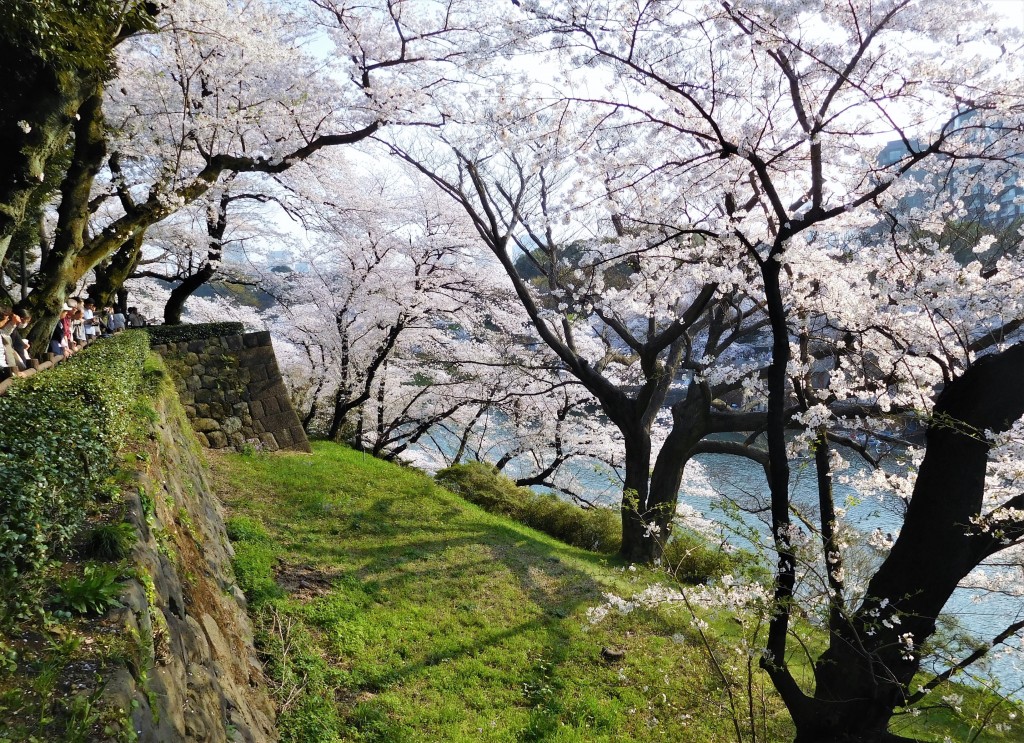 cherry blossom 12 @Tokyonobo