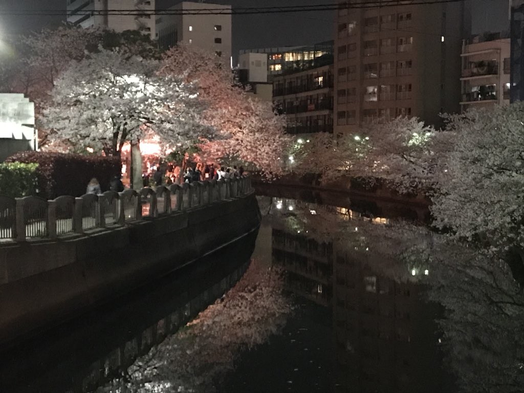cherry blossom local